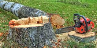 Best Tree Trimming and Pruning  in East Patchogue, NY