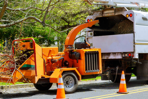 How Our Tree Care Process Works  in  East Patchogue, NY