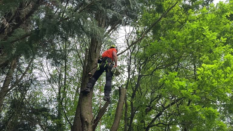 Trusted East Patchogue, NY Tree Services Experts