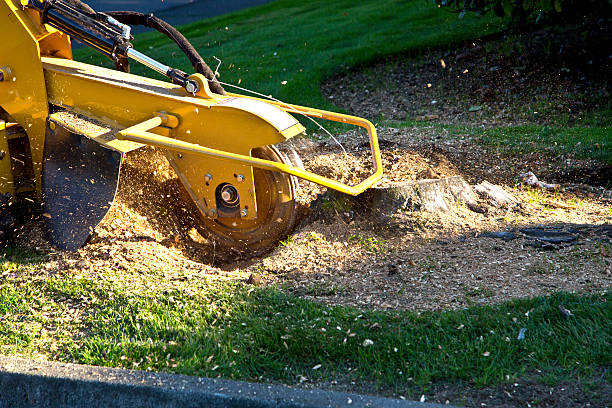 Best Commercial Tree Services  in East Patchogue, NY