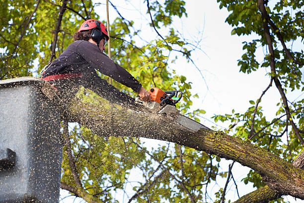 Best Tree Risk Assessment  in East Patchogue, NY