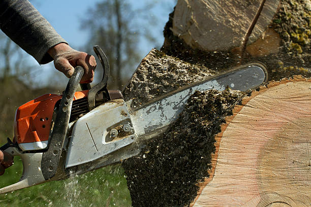 Best Tree Disease Treatment  in East Patchogue, NY